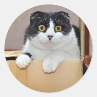 Sticker Rond Cute Little Tuxedo Cat Pet Animal Kitty