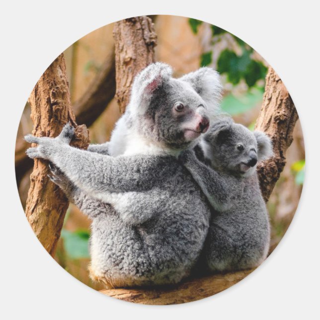 Sticker Rond Cute Ours Koala (Devant)
