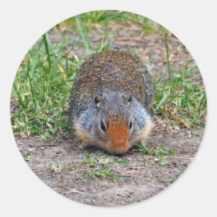 Sticker Rond Cute Prairie Dog Photo de la faune