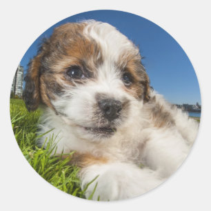 Sticker Rond Cute puppy dog