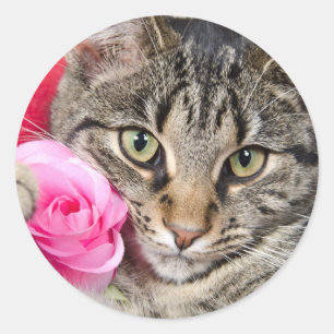 Sticker Rond Cute Tabby Chat Avec Rose