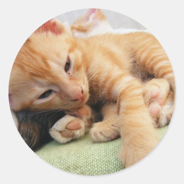 Sticker Rond Cute Tiger Stripe Kitten (Devant)