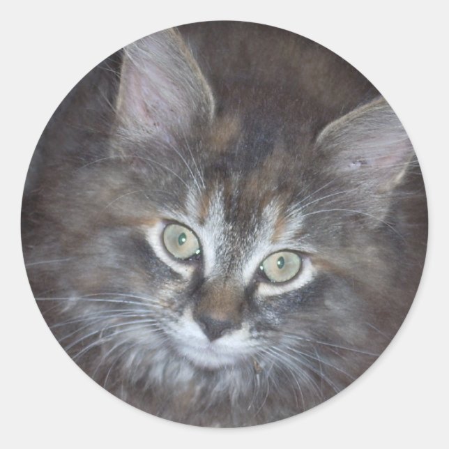 Sticker Rond Cute Torbie Kitten (Devant)