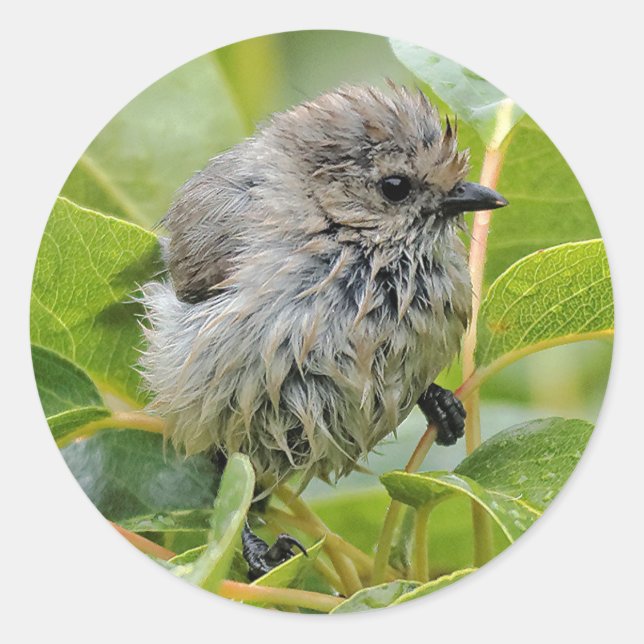 Sticker Rond Cute Wet Young Bushtit Songbird sur le Laurel (Devant)