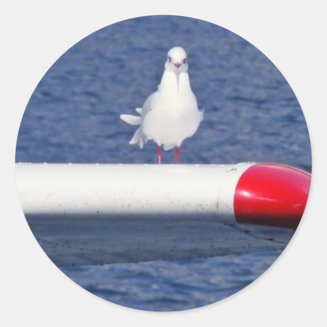 Sticker Rond Cute White Seagull (Devant)