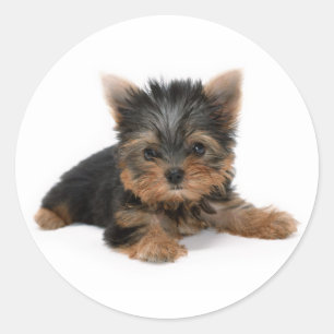 Sticker Rond Cute Yorkshire Terrier Puppy