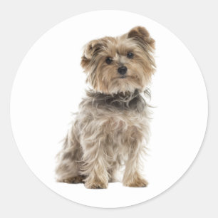 Sticker Rond Cute Yorkshire Terrier Yorkie Chien Chien Chien Ch