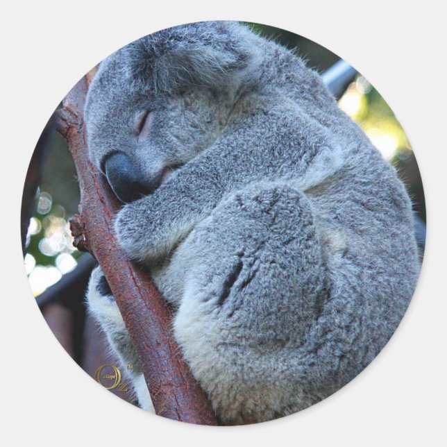 Sticker Rond Cutie Pie Koala (Devant)