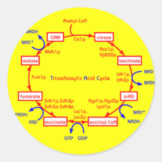 Sticker Rond cycle acide tricarboxylique