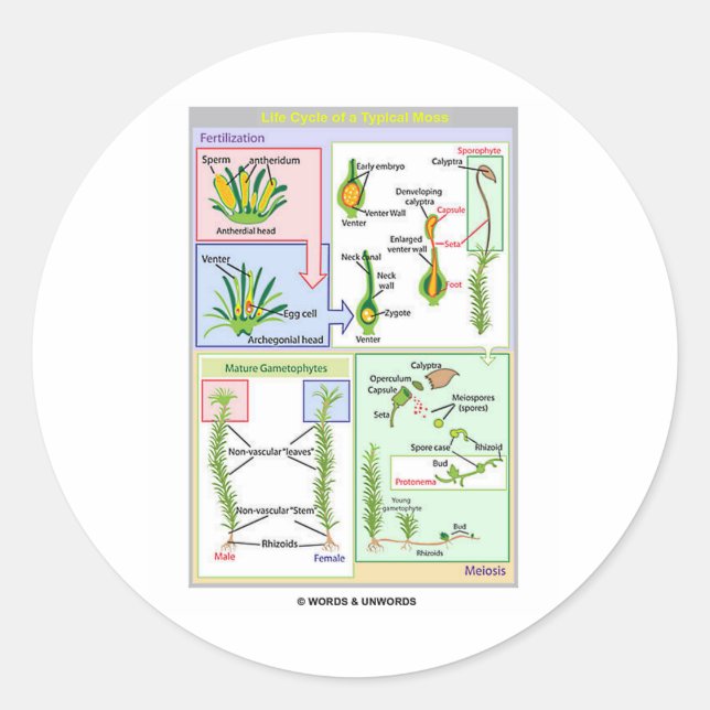 Sticker Rond Cycle De Vie D'Une Mousse Typique (Bryophyte) (Devant)