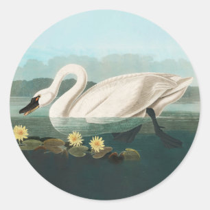 Sticker Rond cygne audubon cygnes d'eau blanche