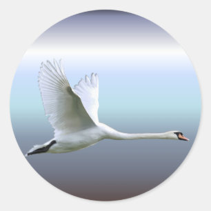 Sticker Rond Cygne blanc dans le plein vol