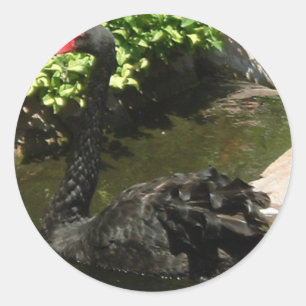Sticker Rond Cygne noir