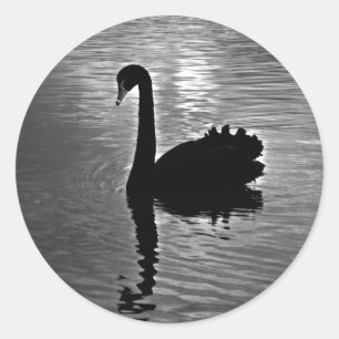 Sticker Rond Cygne noir - animal indigène australien