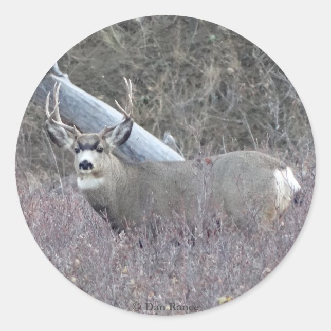 Sticker Rond D32 Mule Deer Buck (Devant)