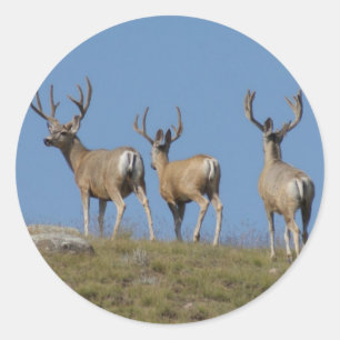 Sticker Rond D9 Mule Deer Bucks in Velvet