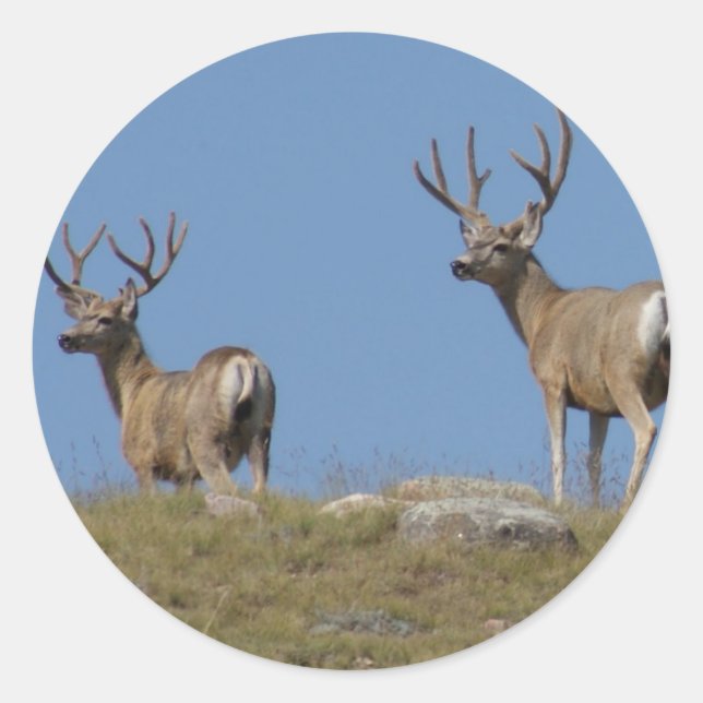 Sticker Rond D9 Mule Deer Bucks in Velvet (Devant)