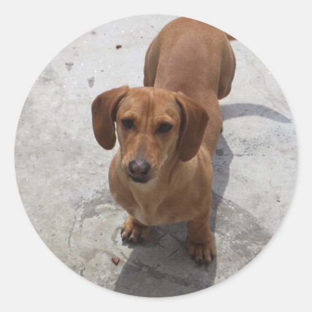 Sticker Rond Dachshund (Devant)