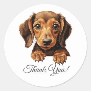Sticker Rond Dachshund Chien Merci