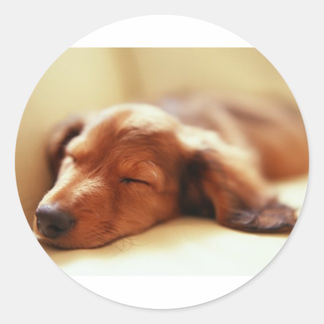 Sticker Rond Dachshund dormir (Devant)