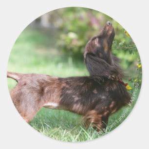 Sticker Rond Dachshund miniature à cheveux longs 1