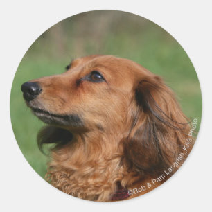 Sticker Rond Dachshund miniature à cheveux longs 2