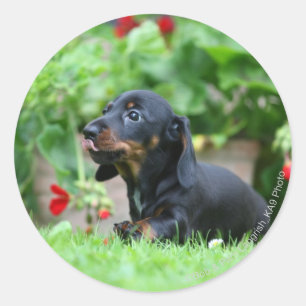 Sticker Rond Dachshund miniature à poil lisse 1