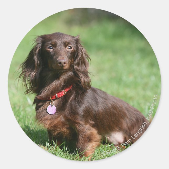 Sticker Rond Dachshund miniature au chocolat et au tan aux chev (Devant)