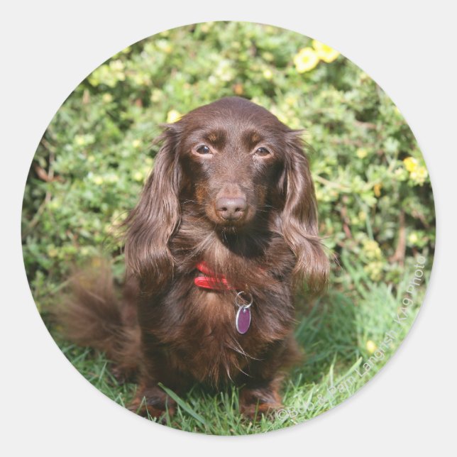 Sticker Rond Dachshund miniature Brown aux cheveux longs (Devant)