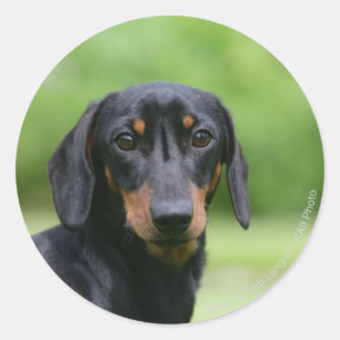 Sticker Rond Dachshund noir et tan Miniture 1