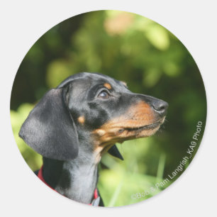 Sticker Rond Dachshund noir et tan Miniture 3