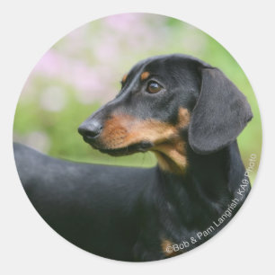 Sticker Rond Dachshund noir et tean Miniture 2