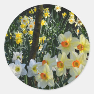 Sticker Rond Daffodil Dell : Cheshire, Angleterre Carte postale