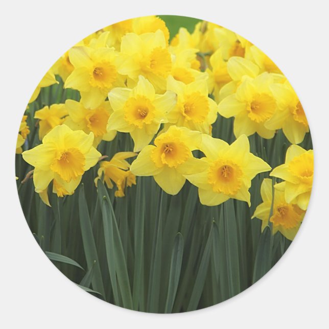 Sticker Rond Daffodiques (Devant)