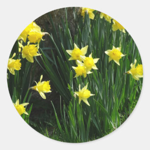 Sticker Rond Daffodiques de printemps