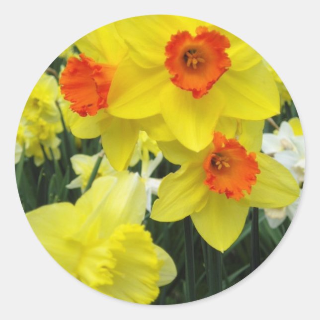 Sticker Rond Daffodiques de printemps (Devant)