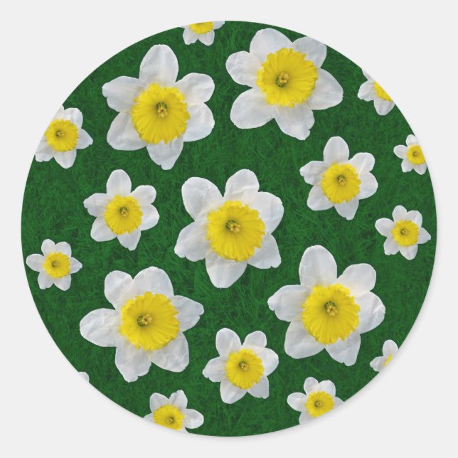 Sticker Rond Daffodiques de printemps (Devant)
