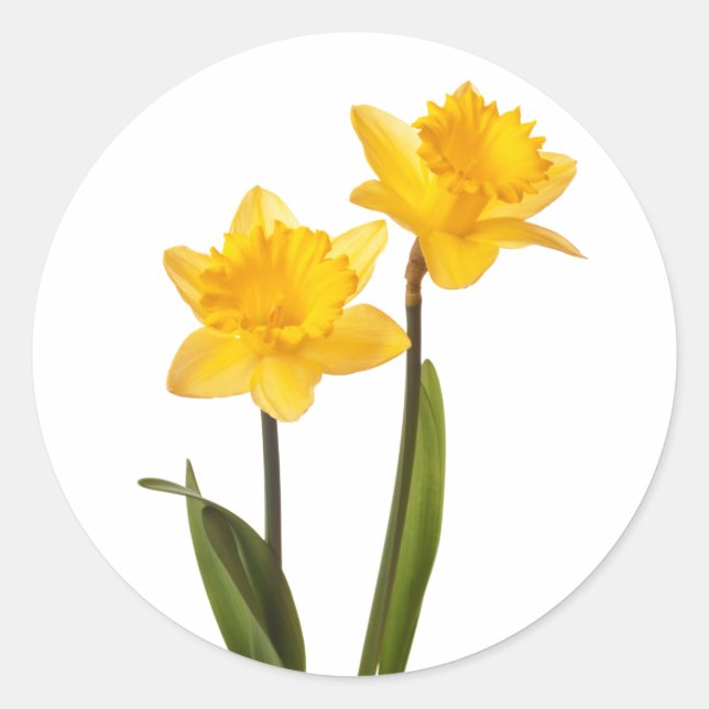 Sticker Rond Daffodiques de printemps jaune sur blanc (Devant)