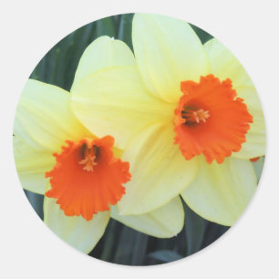 Sticker Rond Daffodiques jaunes et orange