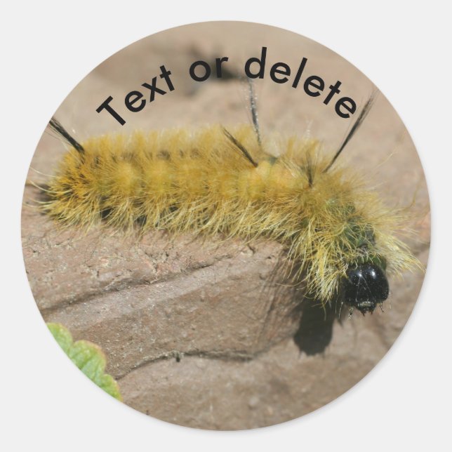 Sticker Rond Dagger Moth Caterpillar Nature Personalized (Devant)