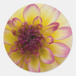 Sticker Rond Dahlia bordeaux, jaune et blanc