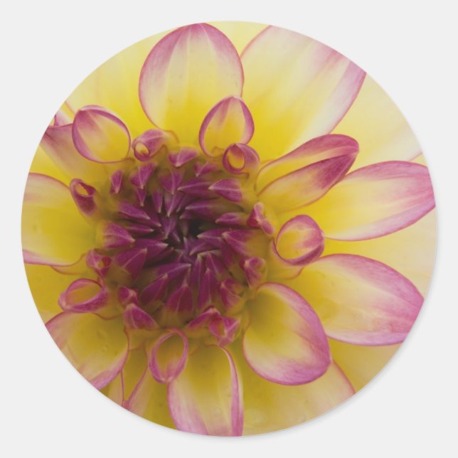 Sticker Rond Dahlia bordeaux, jaune et blanc (Devant)