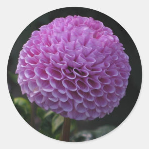 Sticker Rond Dahlia de Lavander