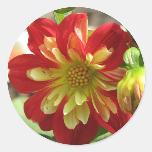 Sticker Rond Dahlia Scarlet (Devant)