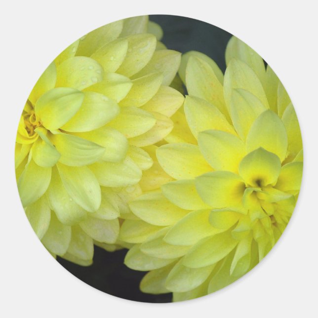 Sticker Rond Dahlias Jaunes (Devant)