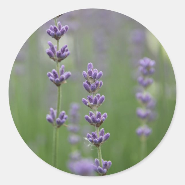 Sticker Rond Dainty Lavender (Devant)