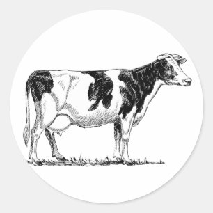 Sticker Rond Dairy Cow Holstein Dessin au crayon de Frésie