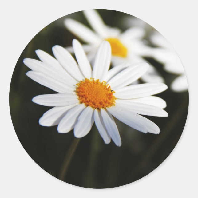 Sticker Rond Daisy (Devant)