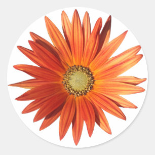 Sticker Rond Daisy africain