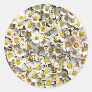 Sticker Rond Daisy Daisy